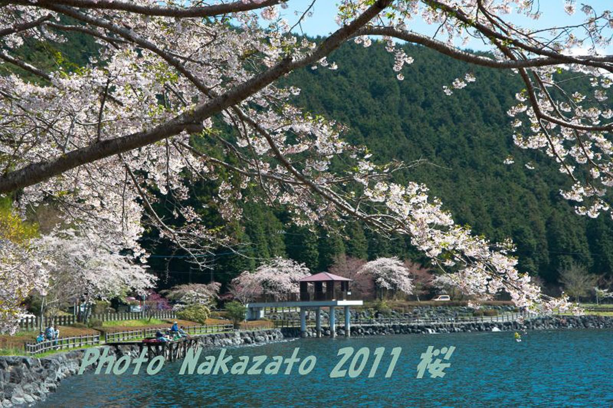 田貫湖の桜